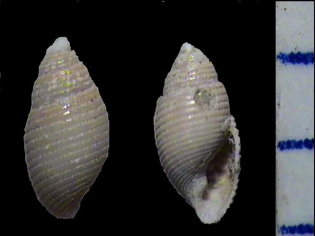 Rictaxis achatinus